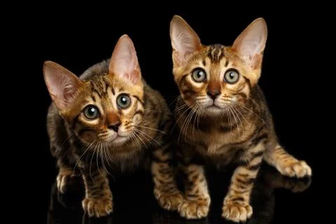 Two Bengal Kitty Looking in Camera on Black Stock Photos