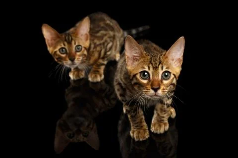 Two Bengal Kitty Looking in Camera on Black Stock Photos