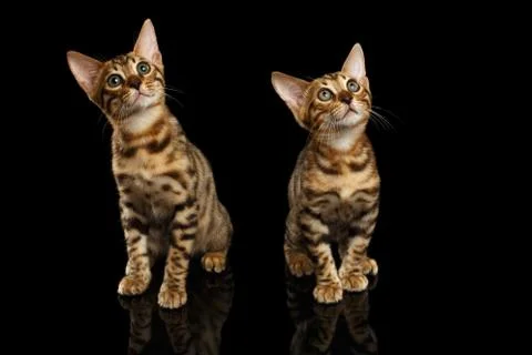 Two Bengal Kittys Looking in Camera on Black Stock Photos