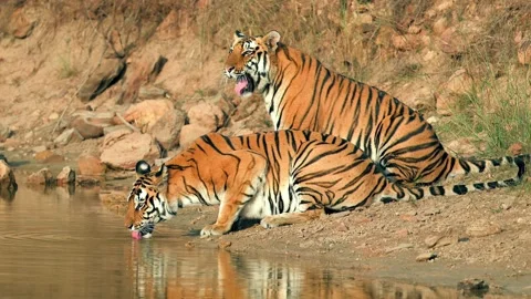 Two Bengal tigers drinking water from a river Stock Footage 322212183