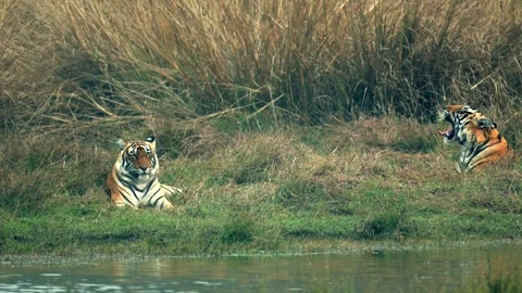 Two Bengal Tigers Resting by the River Bank Telephoto Lens 4k Animal Footage Stock Footage 338255865