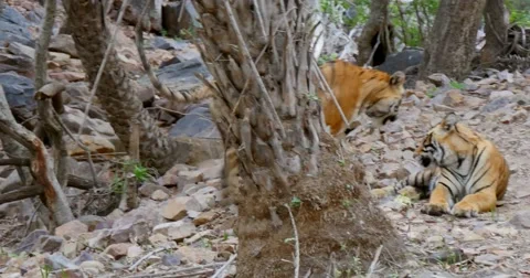 Two Bengal Tigers walking in the forest Stock Footage 60588983