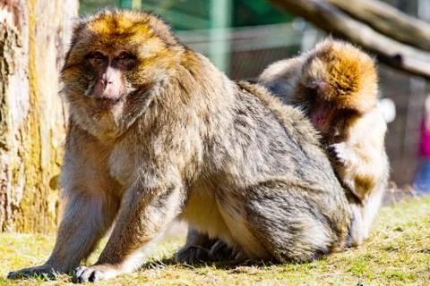 Two Berber monkeys are mutually invading each other on the meadow Stock Photos