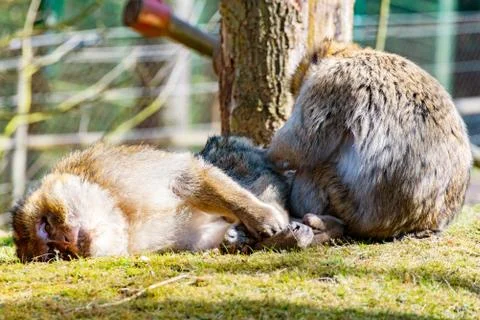 Two Berber monkeys are mutually invading each other on the meadow Stock Photos