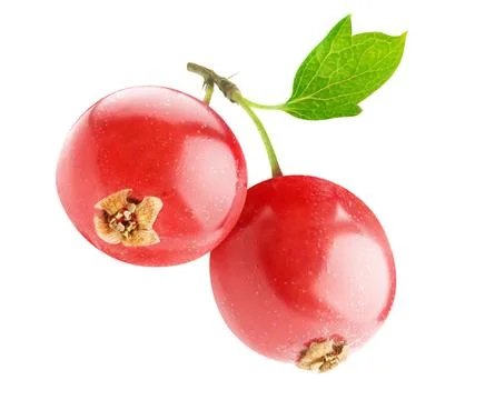 Two berries of red currant on a stem isolated on white Stock Photos