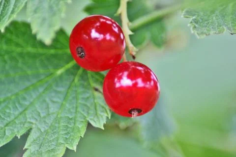 Two berry red currant with green leaf, close up Stock Photos