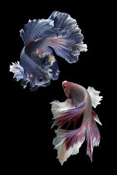 Two betta fish Stock Photos