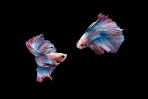 Two betta siamese fighting fish (Double tail grizzle in blue white red color  Foto stock