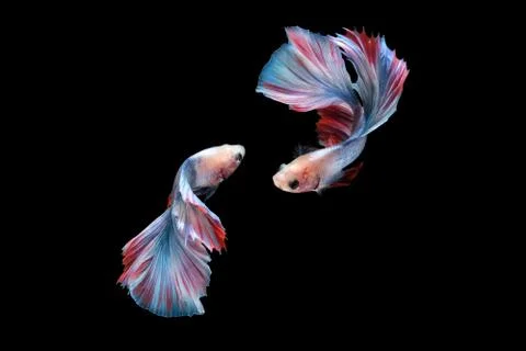 Two betta siamese fighting fish (Double tail grizzle in blue white red color  Stock Photos