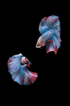 Two betta siamese fighting fish (Double tail grizzle in blue white red color  Foto stock