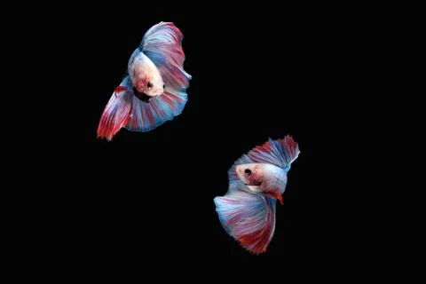 Two betta siamese fighting fish (Double tail grizzle in blue white red color  Foto stock