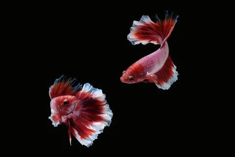 Two betta siamese fighting fish (Halfmoon lavender in red white color type) Фото