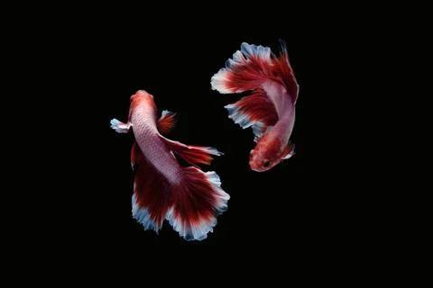 Two betta siamese fighting fish (Halfmoon lavender in red white color type) Stock Photos