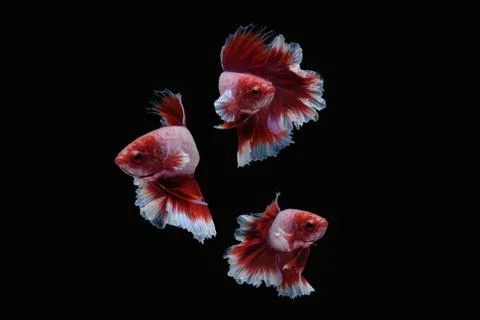 Two betta siamese fighting fish (Halfmoon lavender in red white color type) Stock Photos