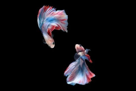 Two betta siamese fighting fish (Double tail grizzle in blue white red color Stock Photos