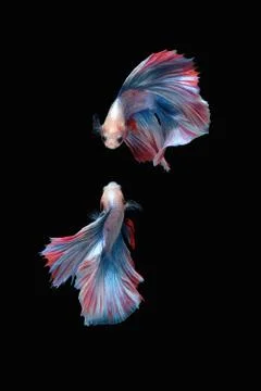 Two betta siamese fighting fish (Double tail grizzle in blue white red color Stock Photos