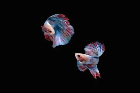 Two betta siamese fighting fish (Double tail grizzle in blue white red color Stock Photos