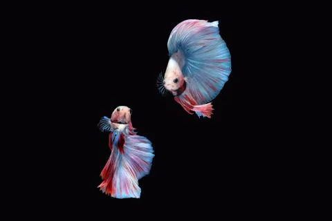 Two betta siamese fighting fish (Double tail grizzle in blue white red color Фото