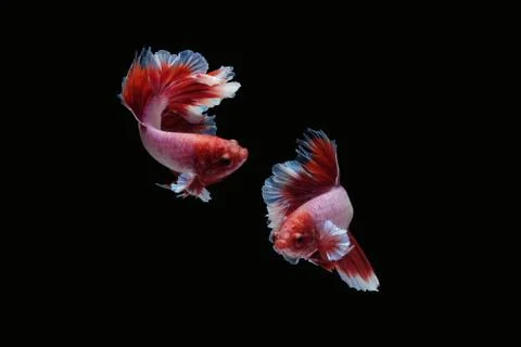 Two betta siamese fighting fish (Halfmoon lavender in red white color type) Stock Photos