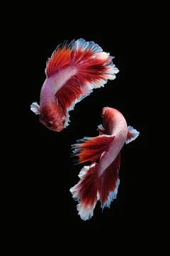 Two betta siamese fighting fish (Halfmoon lavender in red white color type) Stock Photos