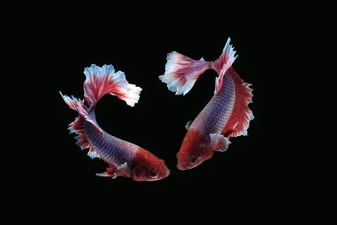 Two betta siamese fighting fish (Halfmoon lavender in red white color type) Foto stock
