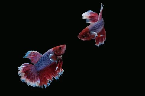 Two betta siamese fighting fish (Halfmoon lavender in red white color type) Stock Photos