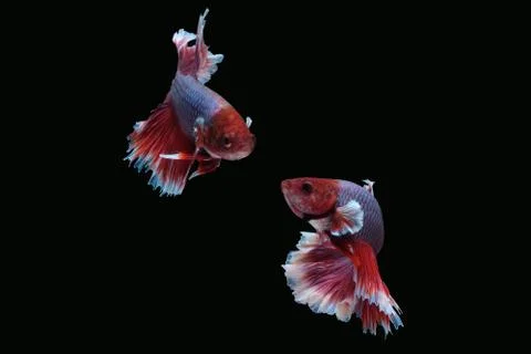 Two betta siamese fighting fish (Halfmoon lavender in red white color type) Stock Photos