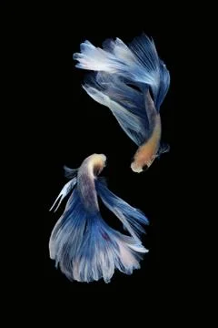 Two betta siamese fighting fish Giant Halfmoon Rosetail in white blue color Foto stock