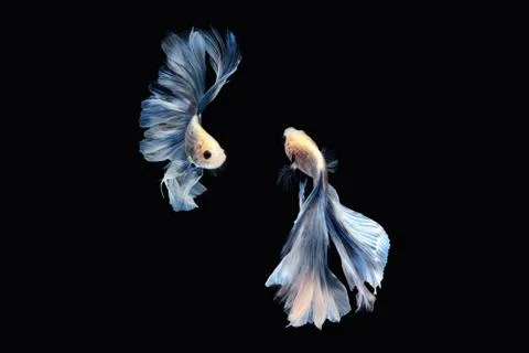 Two betta siamese fighting fish Giant Halfmoon Rosetail in white blue color Foto stock