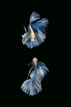 Two betta siamese fighting fish Giant Halfmoon Rosetail in white blue color Foto stock