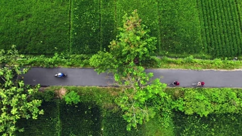 Two bicycle ride in between paddy field Video stock 142679589