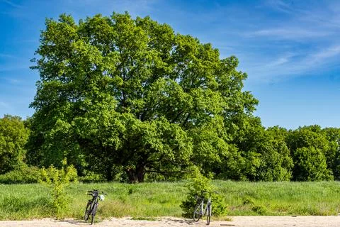 Two bicycles parked under large oak tree in green landscape Stock Photos