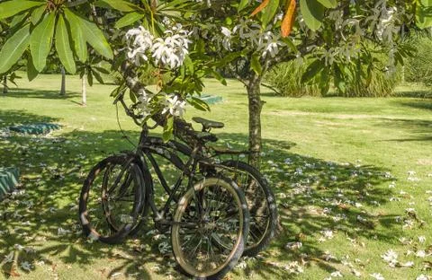 Two bicycles Stock Photos