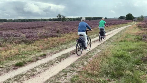 Two bicyclists biking on a trail between the heath at fall. Stock Footage 269032006