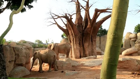 Two big African elephant 2 Stock Footage 79438042