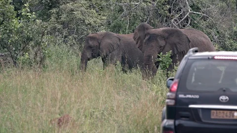 Two big african elephant walking in the grassland of akagera national park. Stock Footage 112199449