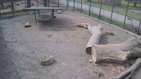 Two big awesome tigers playing on the cage Stock Footage 151965375
