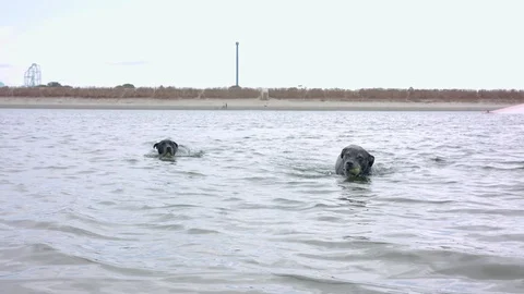 Two big, black dogs retrieving tennis balls from the water Vídeo Stock 121384938