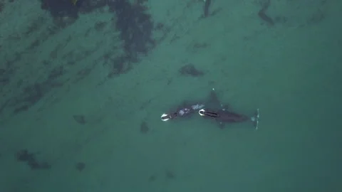 Two big Bowhead whale swimming together in calm blue ocean water, Aerial view of Stock Footage 257706762
