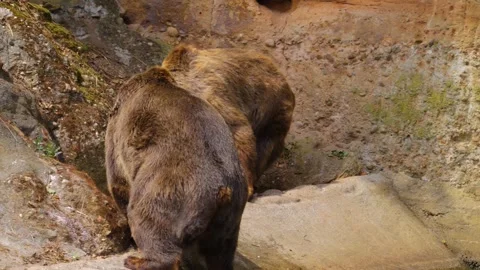 Two big brown bear  Stock Footage 253339231