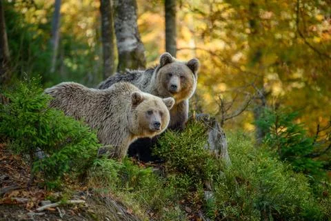 Two big brown bear in the forest. Dangerous animal in natural habitat. Wild.. 写真素材