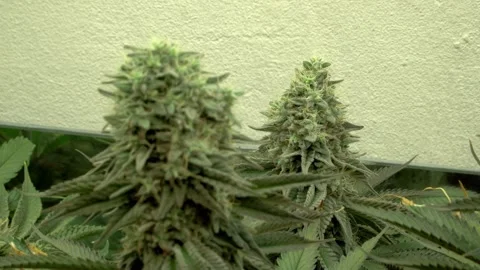 Two big cannabis plants ready to harvest Stock Footage 142839532
