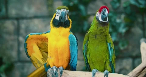 Two big colored macaw parrots kiss Vídeos de archivo 137357369