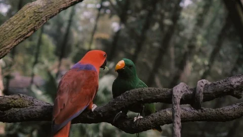 Two big colourful Parrots feeding each other. Sitting on the branch Stock Footage 102768293