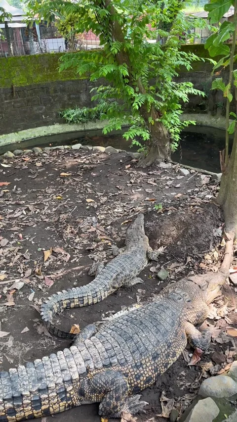 Two big crocodiles in a cage Stock Footage 306404589