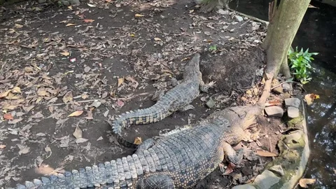 Two big crocodiles in a cage Stock Footage 306404672