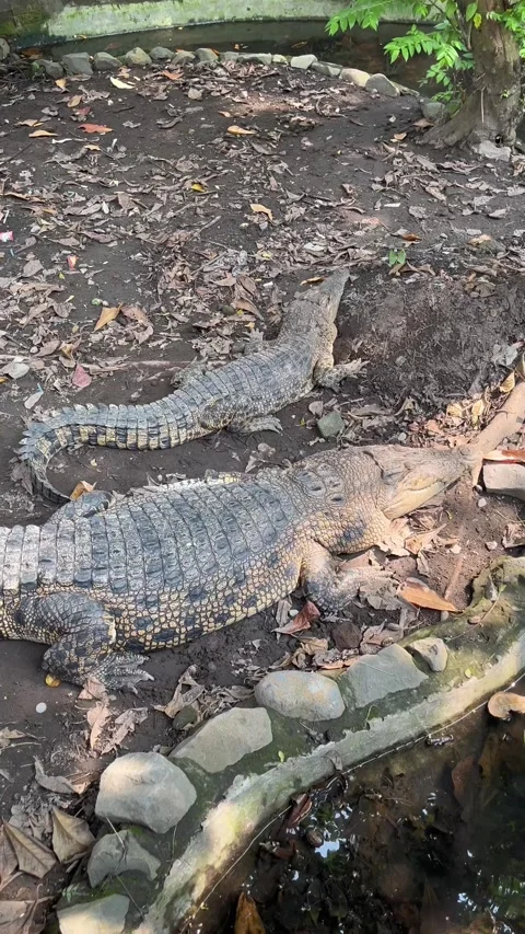 Two big crocodiles in a cage Stock Footage 306404676