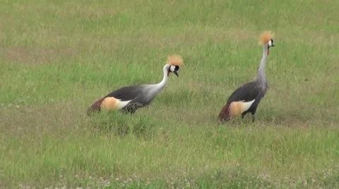 Two big Crowned Cranes on the green plain. Safari in Tanzania Stock Footage 56342544