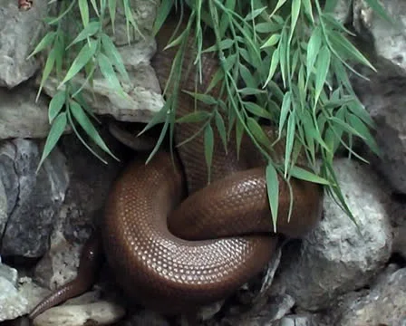 Two big dangerous snakes Stock Footage 25606573