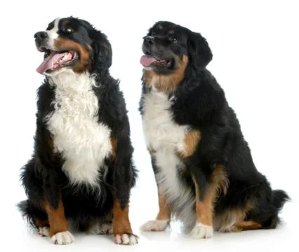 Two big dogs Stock Photos